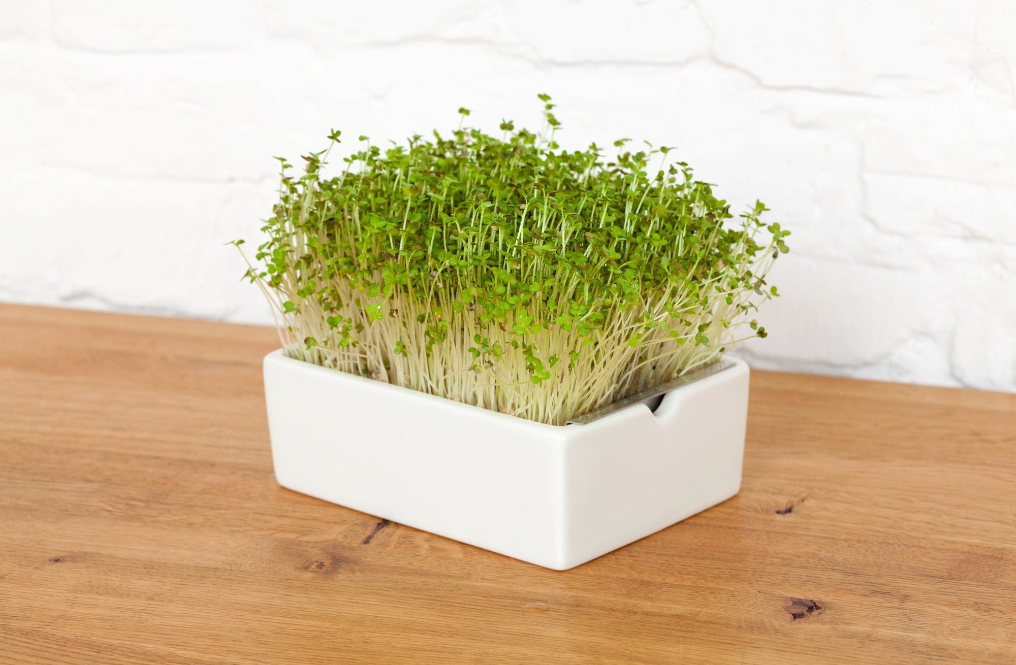  Senf Microgreens Saatpad