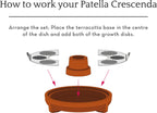  "Patella Crescenda" - Natürliches Keimset