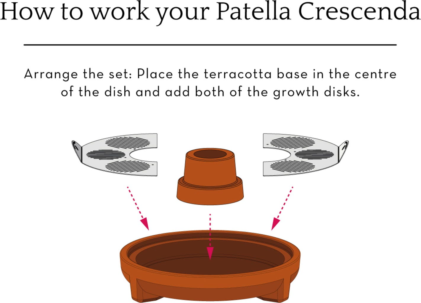  "Patella Crescenda" - Natürliches Keimset