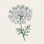  Knorpelmöhre - Ammi Majus