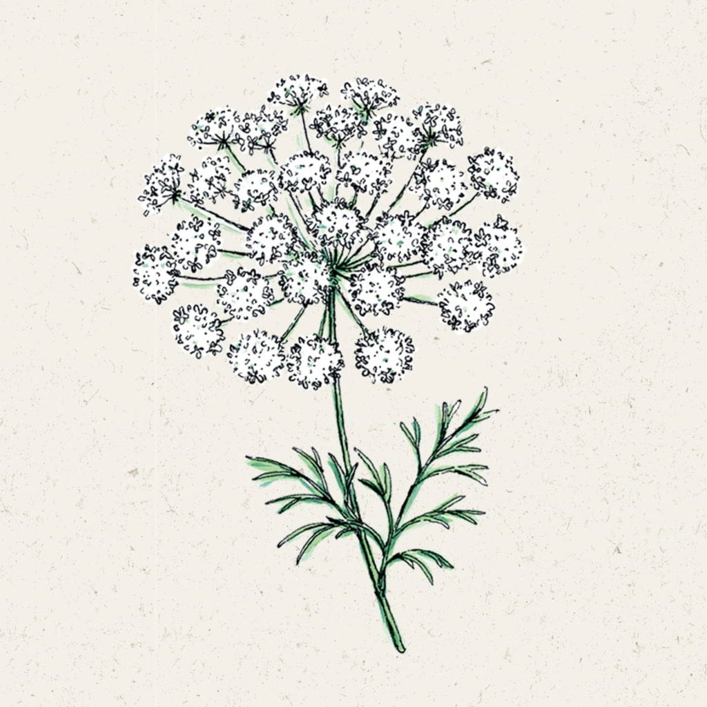  Knorpelmöhre - Ammi Majus