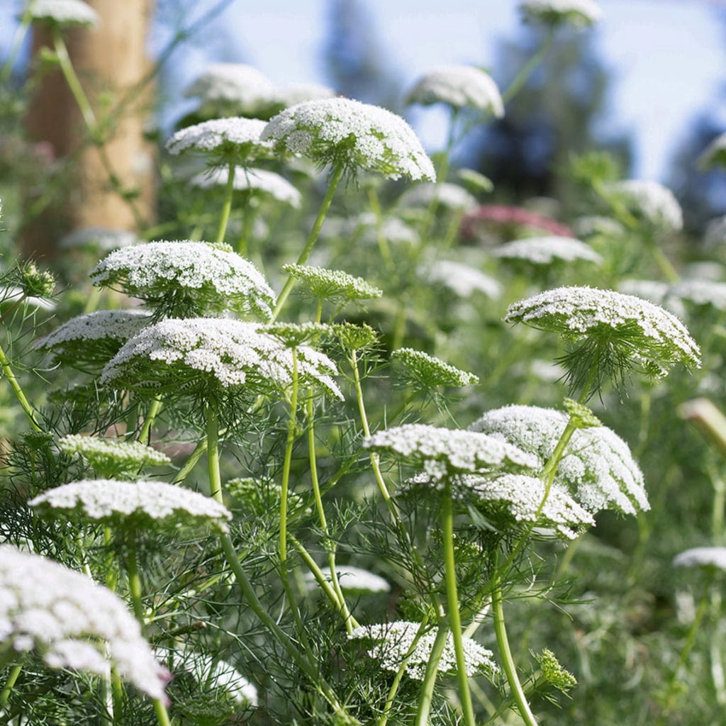  Knorpelmöhre - Ammi Majus
