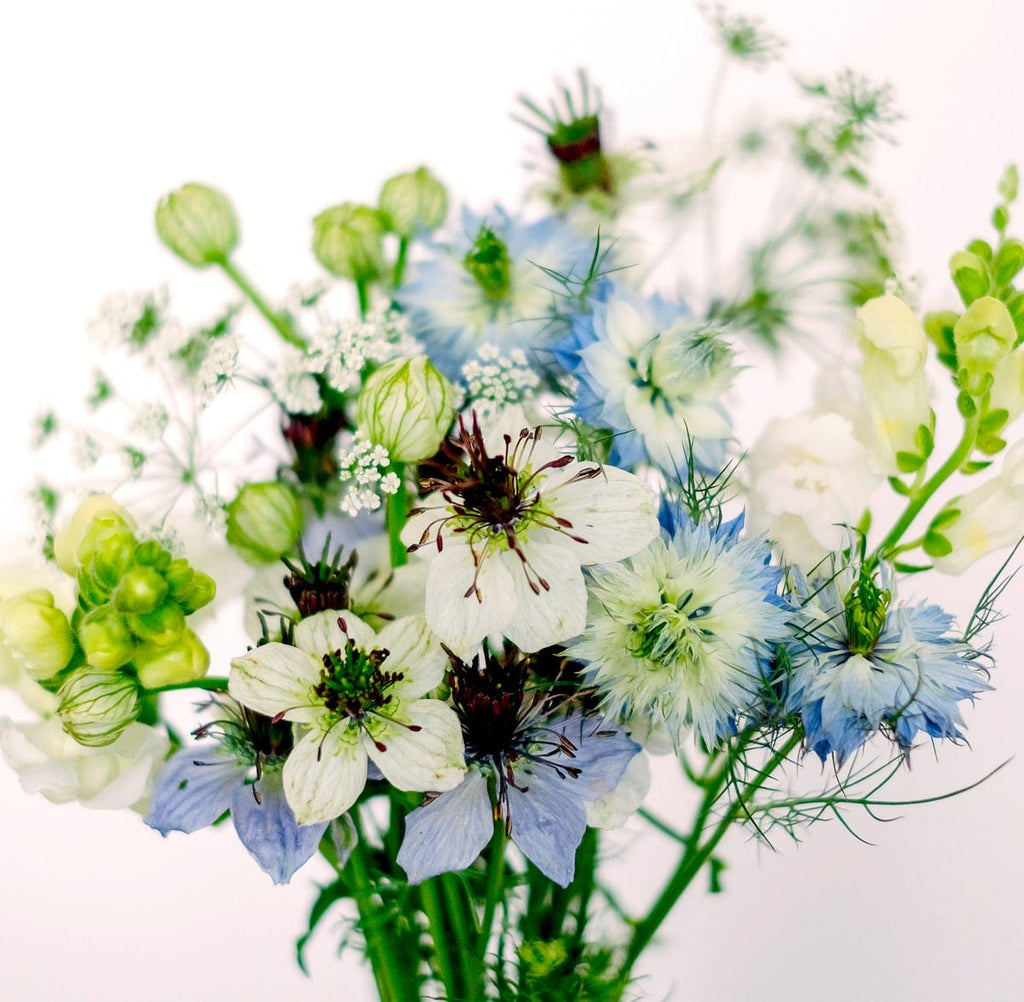  Wild Bouquet "Nigella Collection" Samen-Set