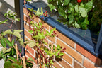 Juliana Gewächshaus Premium - Anthrazit Für Mauer 13 M²- 3 Mm ESG