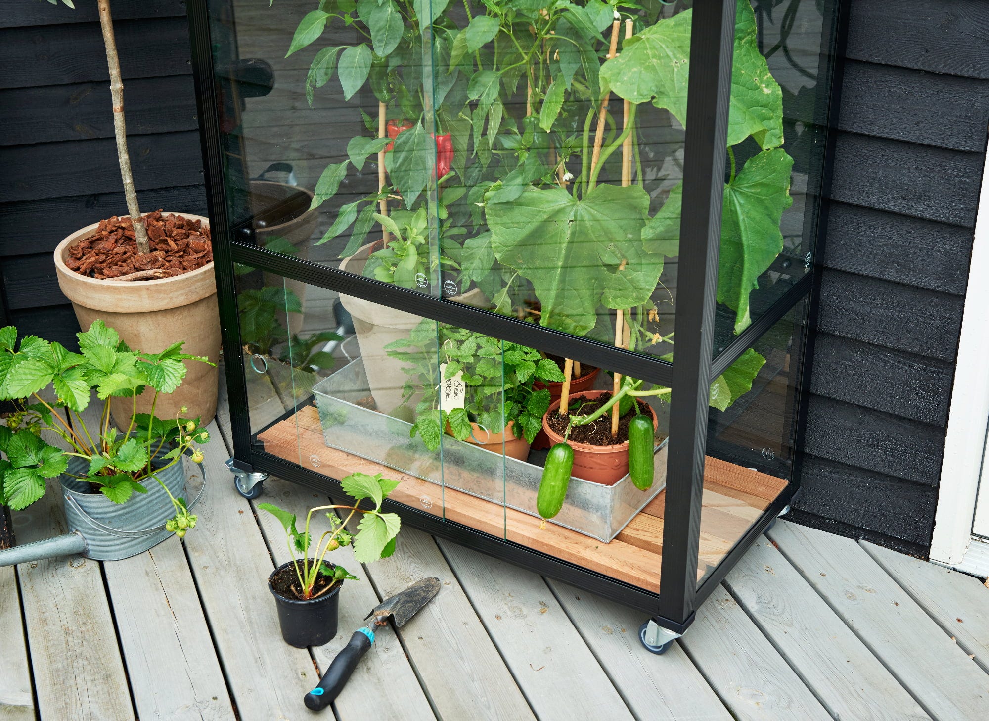 Juliana Gewächshaus Urban - City Greenhouse