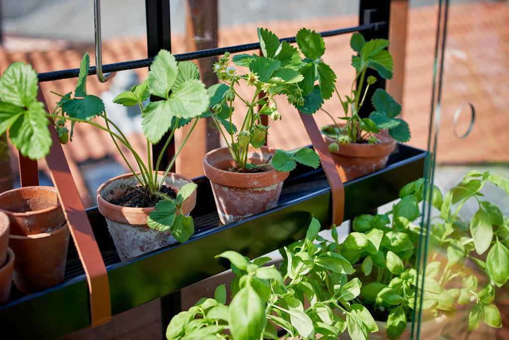 Juliana Gewächshaus Urban - City Greenhouse