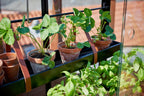 Juliana Gewächshaus Urban - City Greenhouse