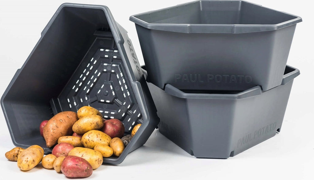  Paul Potato Starter - 3 Etagen, Grau