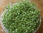  Keimsprossen "Alfalfa", 50 G