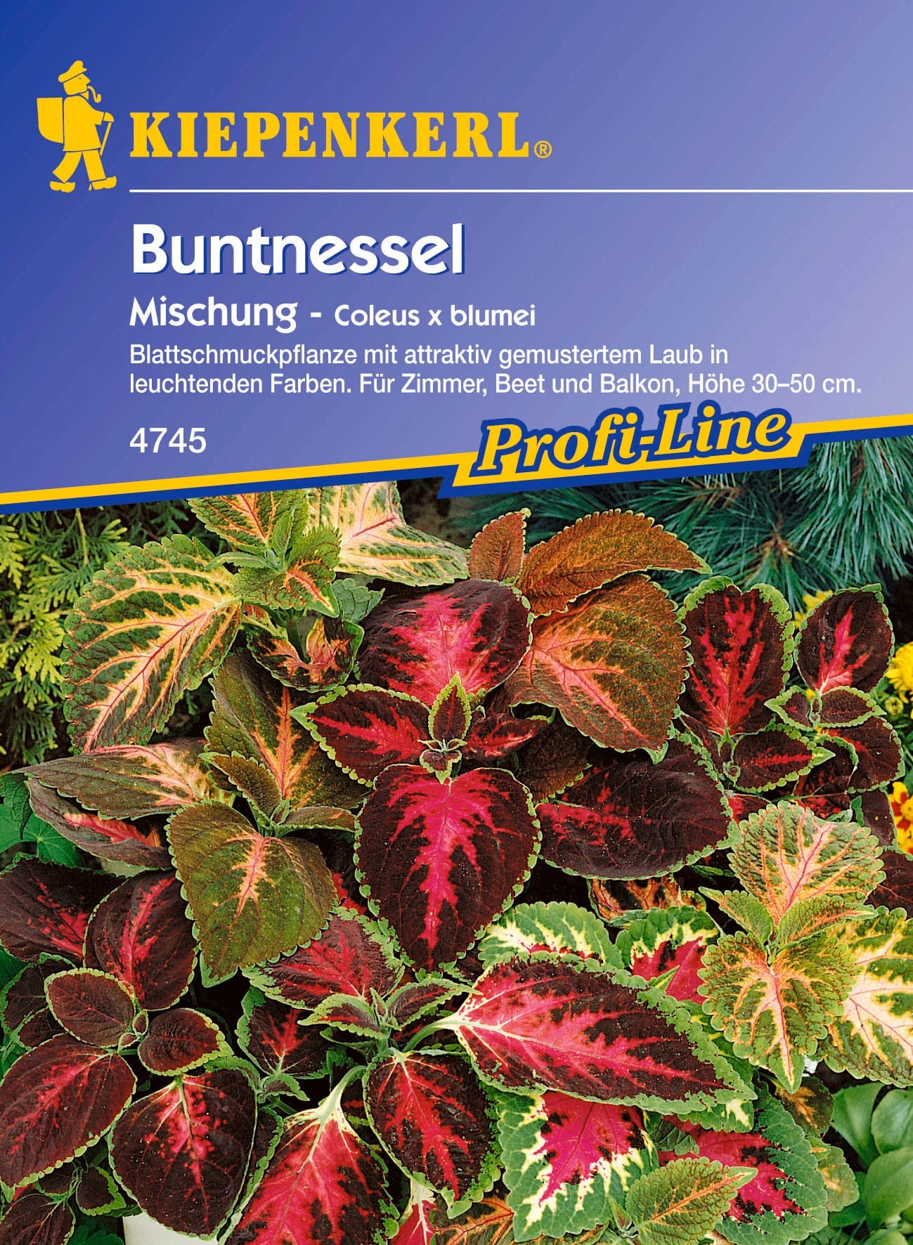  Buntnessel