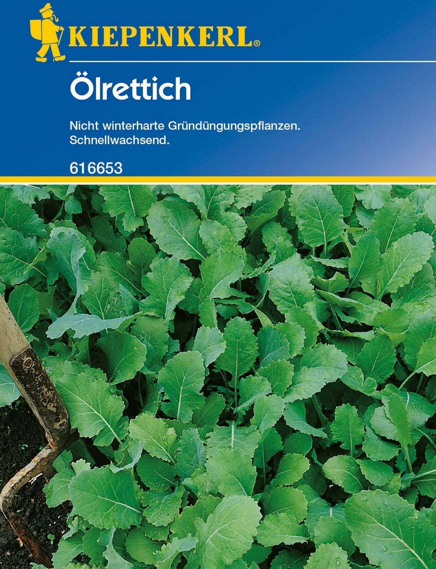  Ölrettich "Brutus"