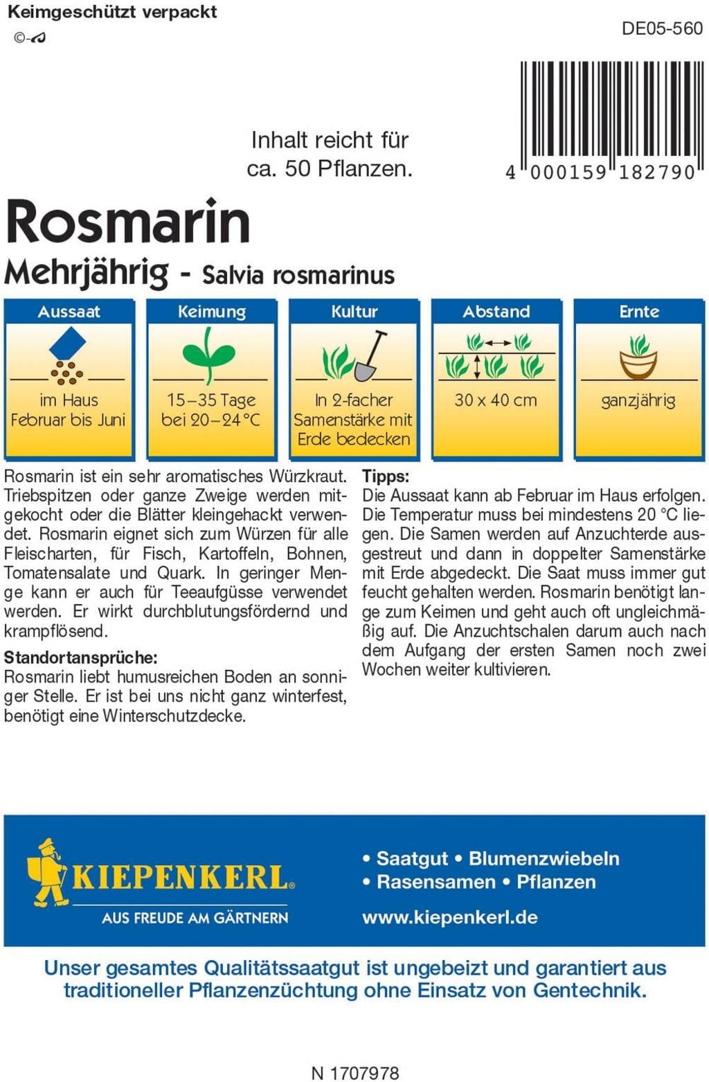  Rosmarin Mehrjährig