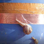  Schneckenbarriere Kupferband 4 M X 3 Cm