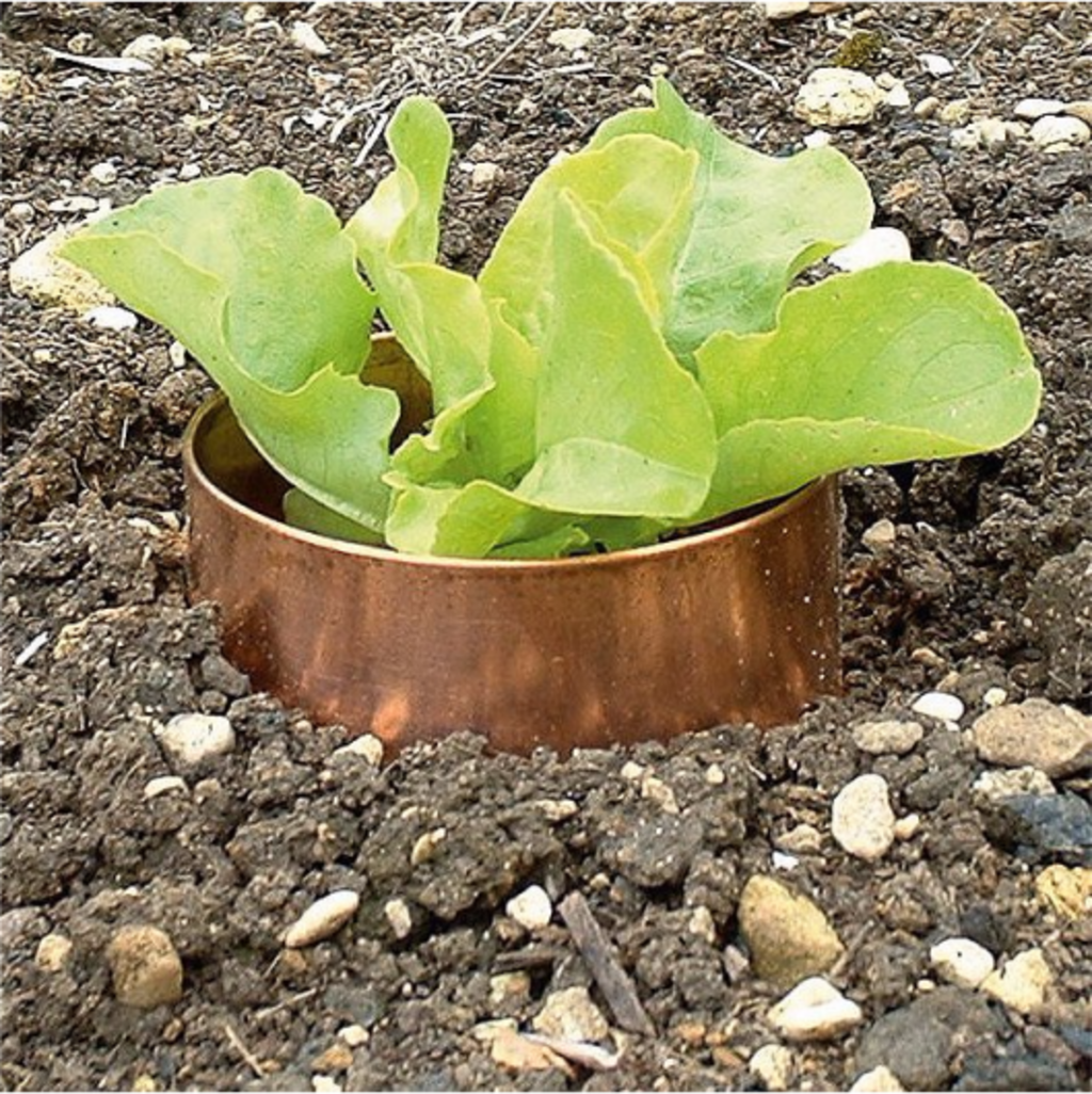  Schneckenring Aus Kupfer, 20 Cm