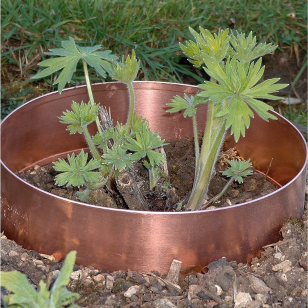  Schneckenring Aus Kupfer, 20 Cm