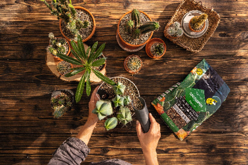 LECHUZA Substrat Cactus-PON, 6 Liter