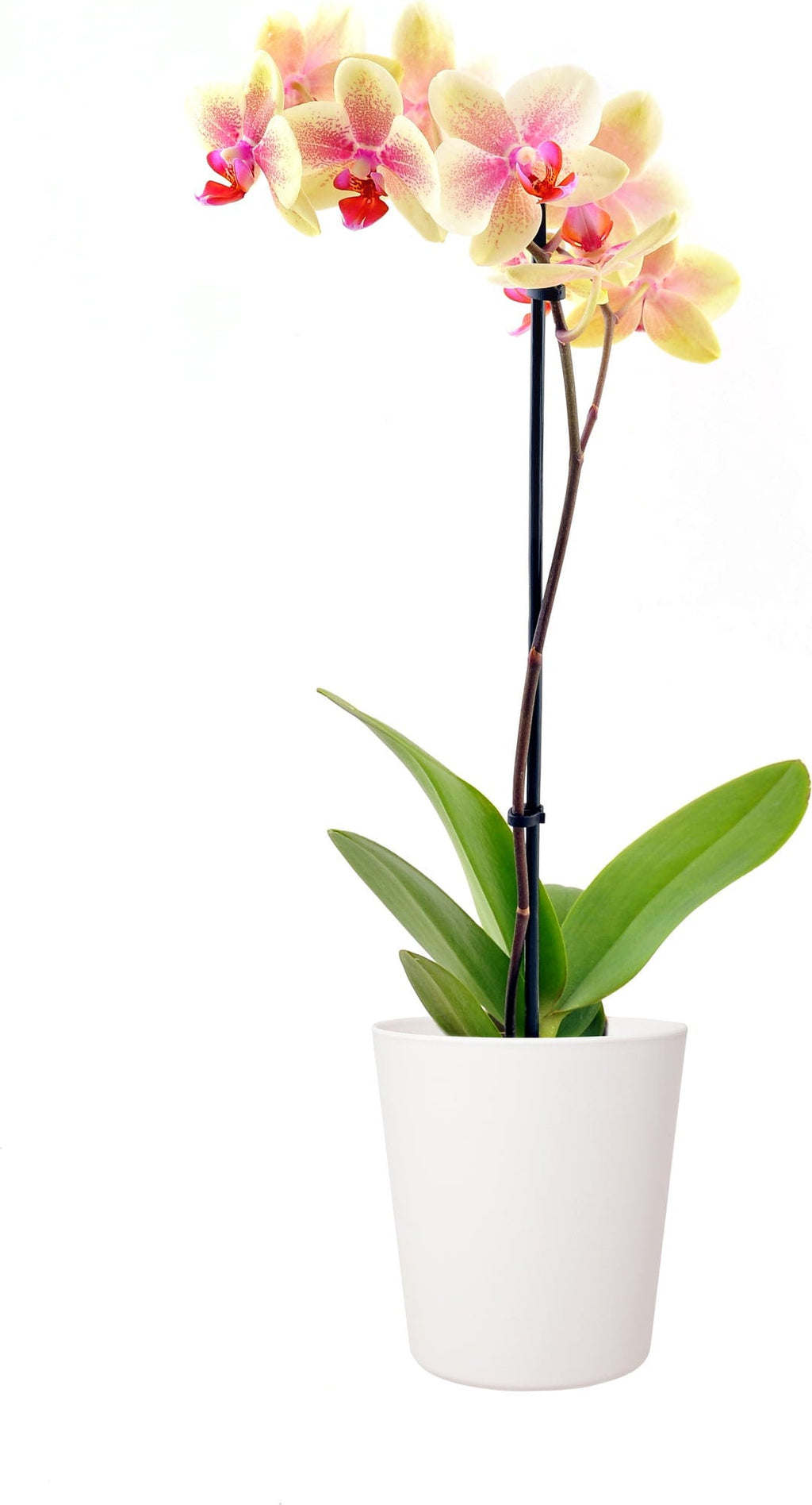  Flori Orchideentopf 13, Anthrazit