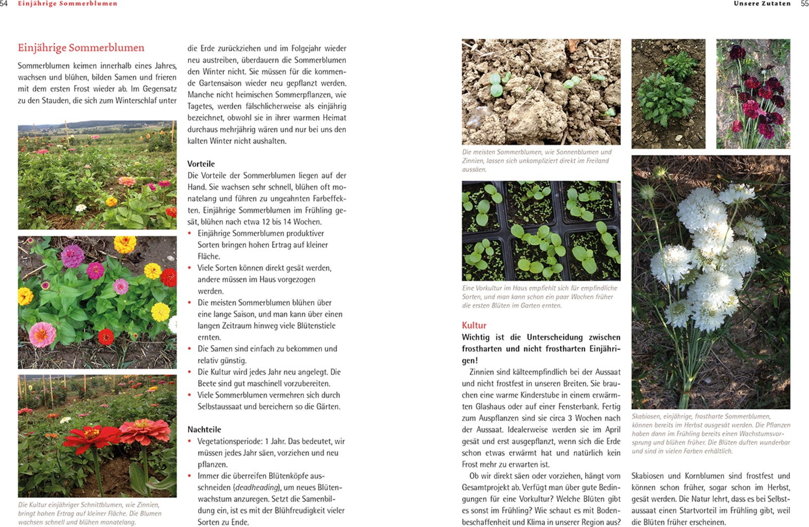  Bio-Schnittblumen Aus Dem Eigenen Garten