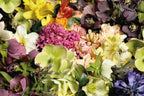  Bio-Schnittblumen Aus Dem Eigenen Garten