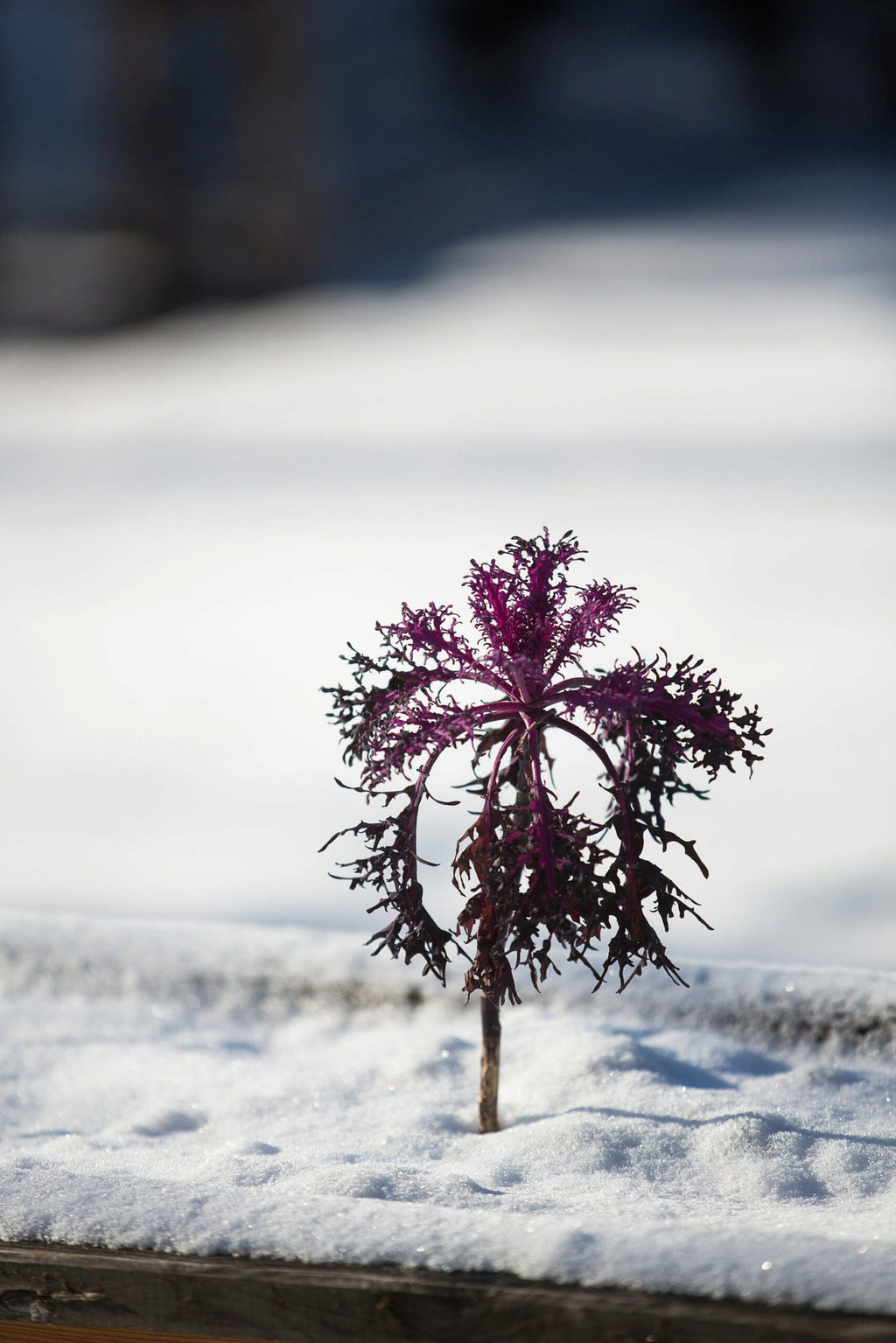  Frisches Gemüse Im Winter Ernten