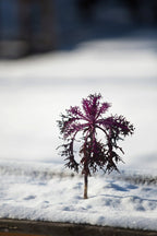  Frisches Gemüse Im Winter Ernten