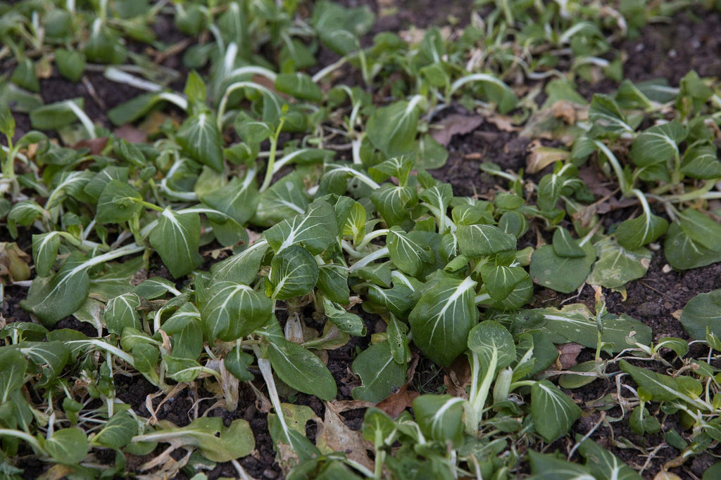  Frisches Gemüse Im Winter Ernten