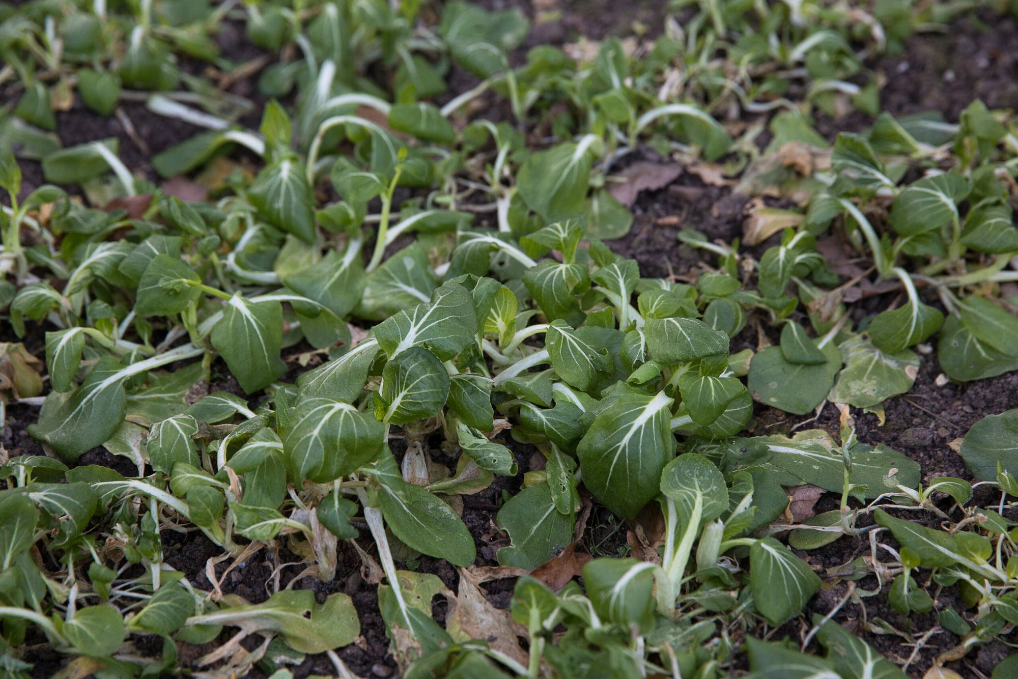  Frisches Gemüse Im Winter Ernten