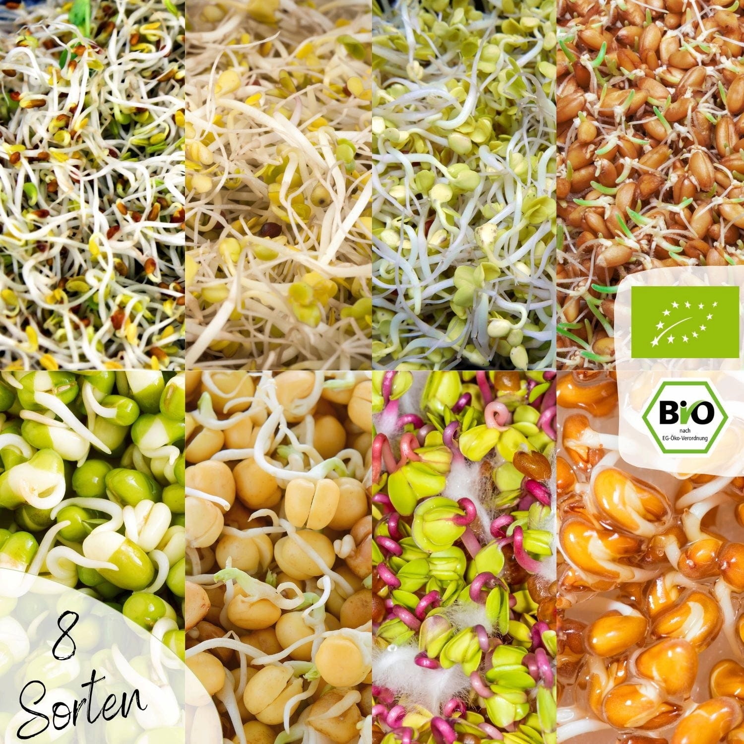  Bio Keimsprossen Samen Set