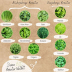  Bio Kräutersamen Set