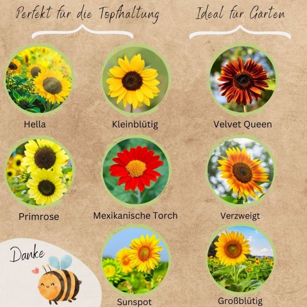  Bio Sonnenblumen Samen Set