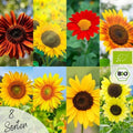  Bio Sonnenblumen Samen Set