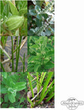  Ayurvedische Heilkräuter - Samenset