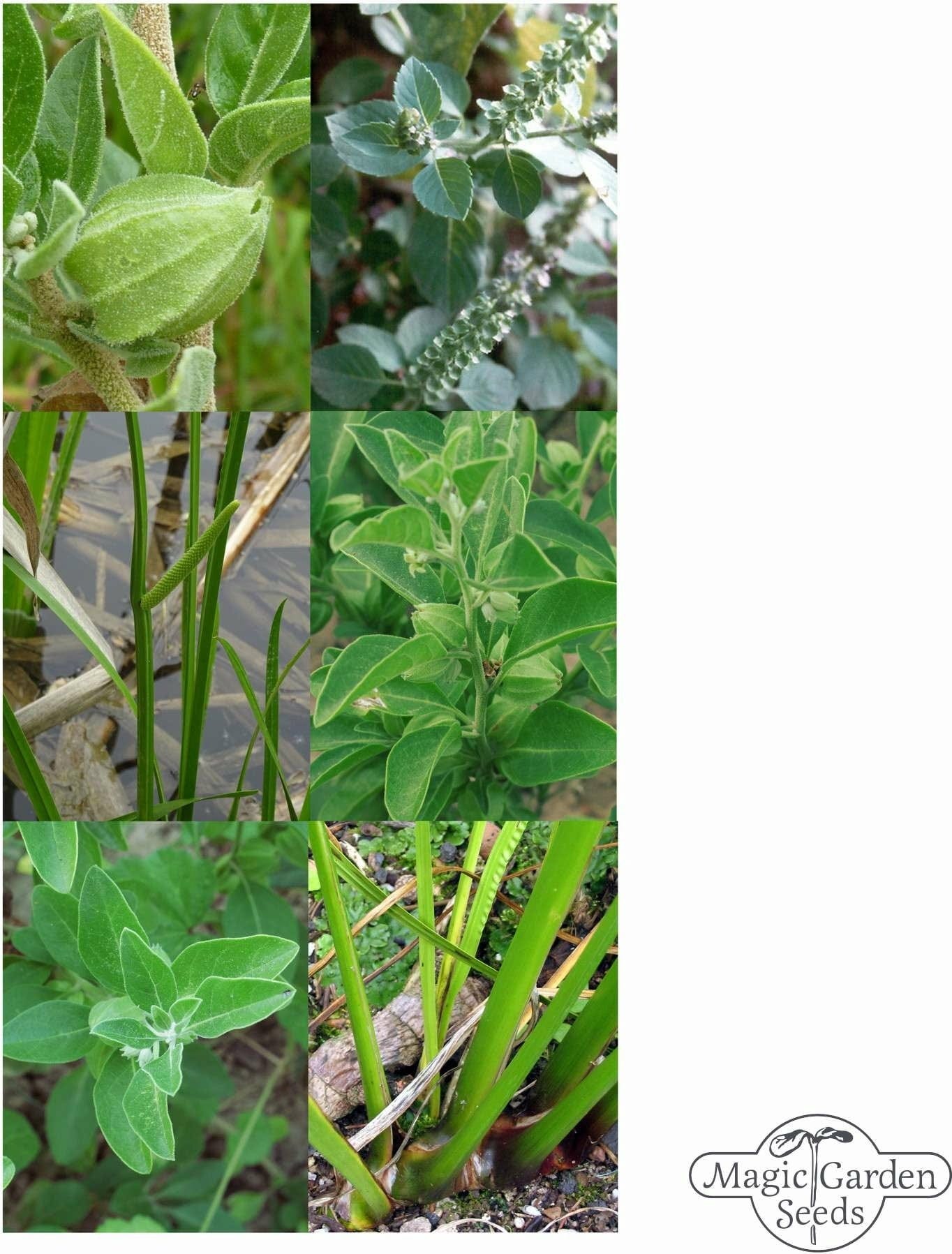  Ayurvedische Heilkräuter - Samenset