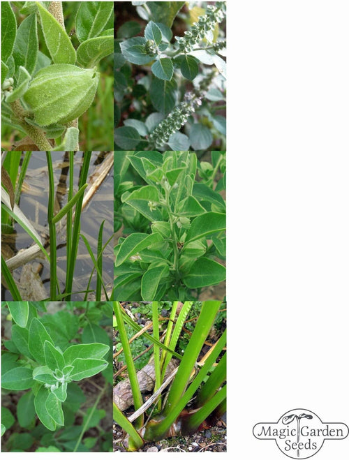  Ayurvedische Heilkräuter - Samenset