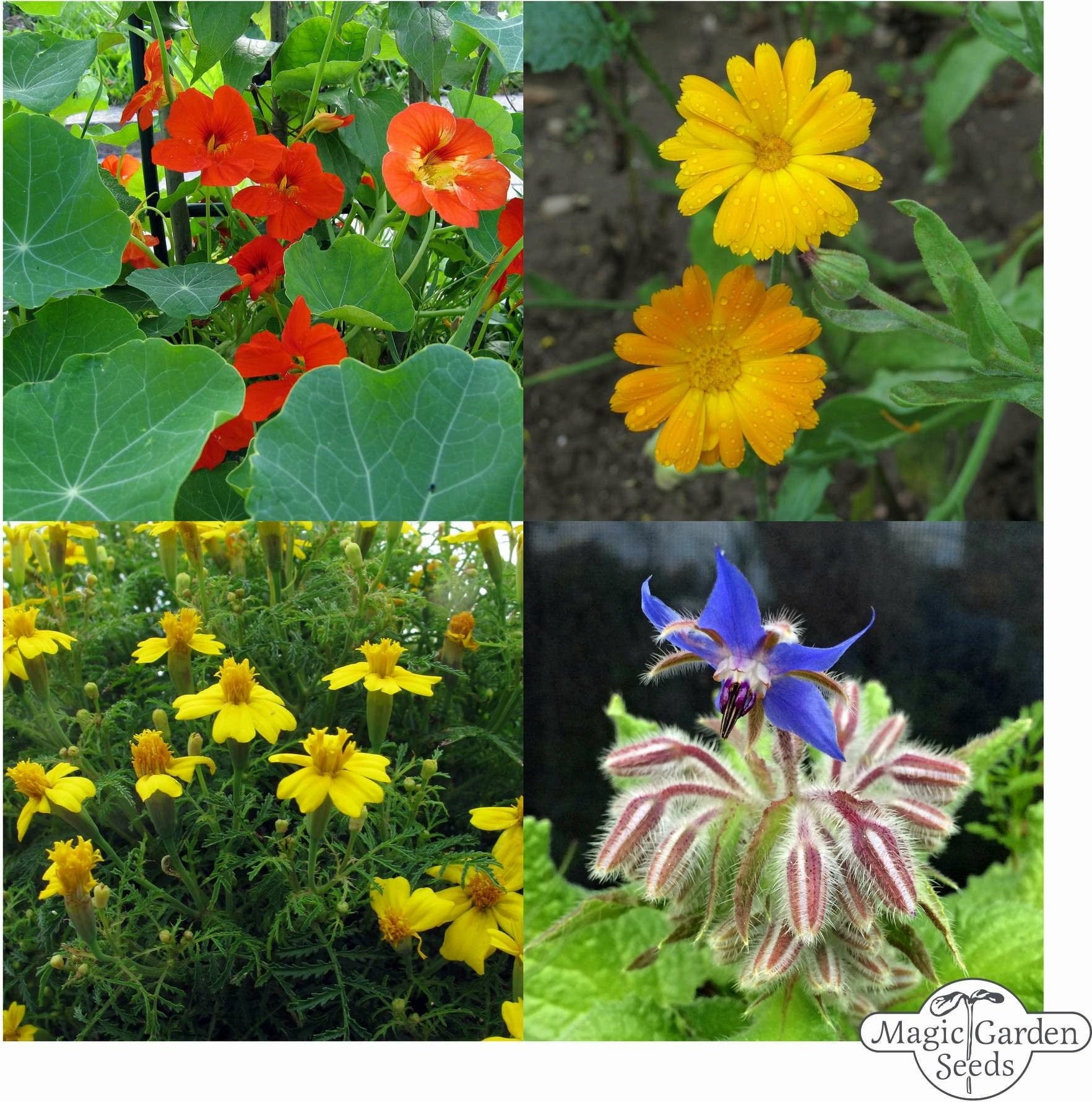  Bio Essbare Blüten - Samenset