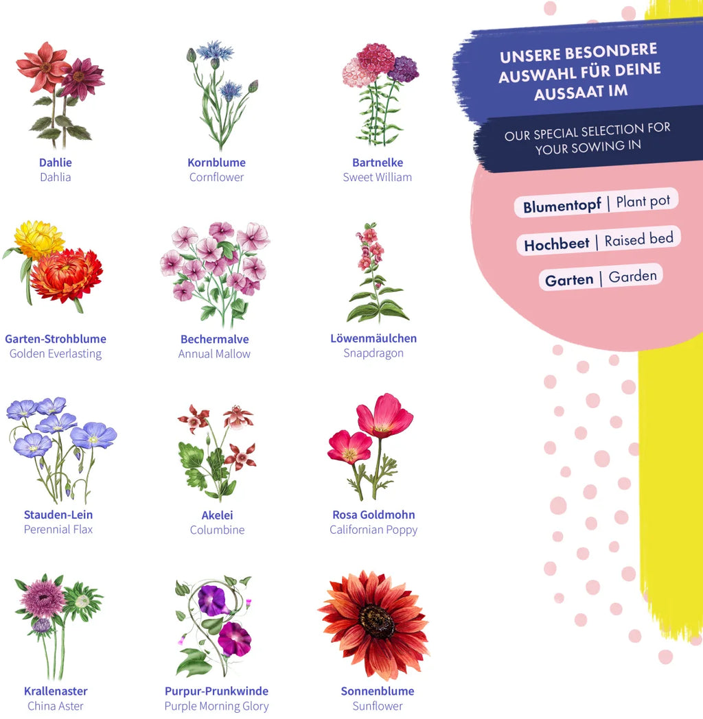 Blumensamen - Wild & Farbenfroh