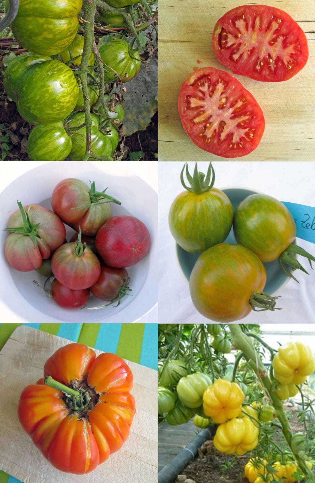  Bunte Alte Tomatensorten - Samenset