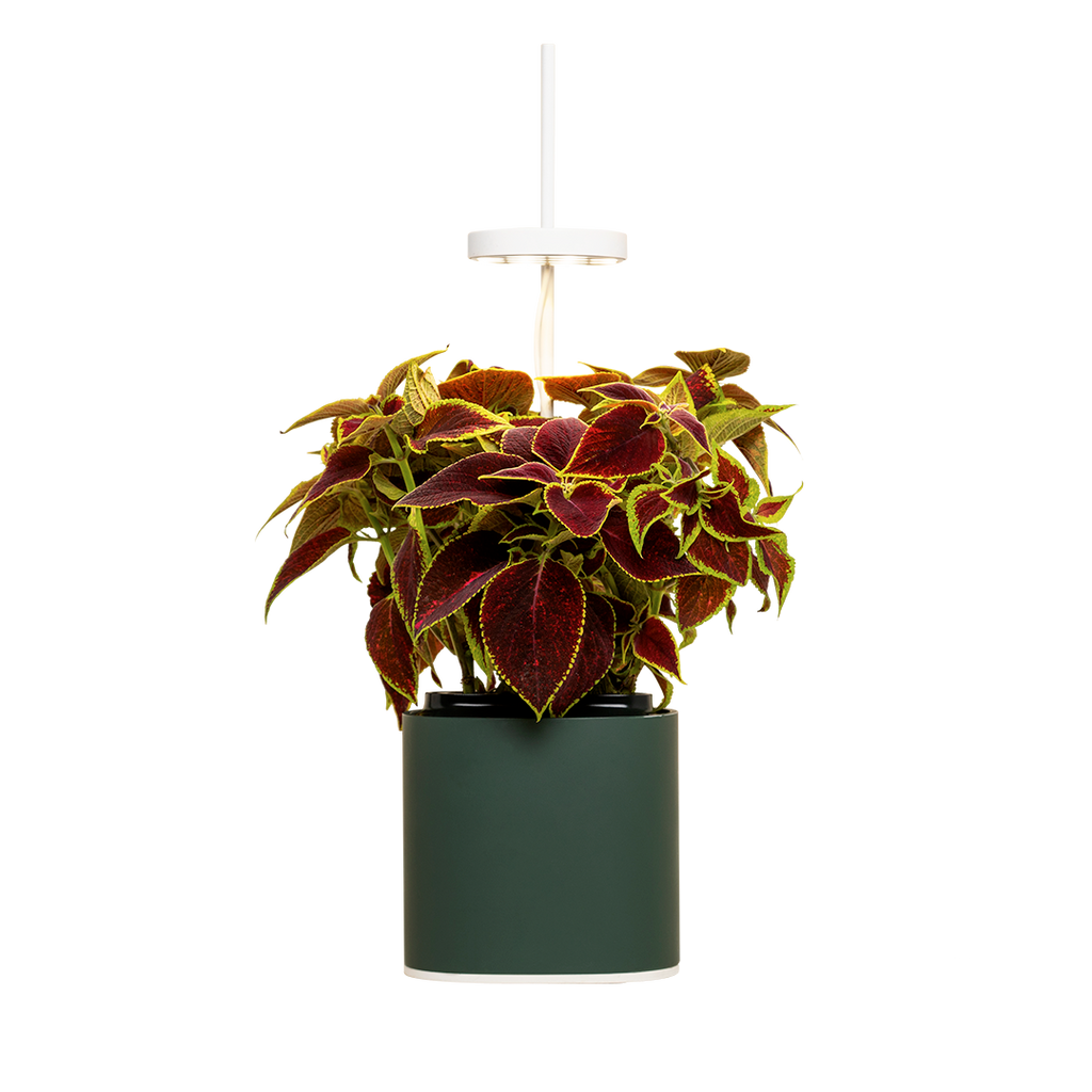  Nano Garden, Grün Wald Inkl. Buntnessel Samenkapsel