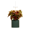 Nano Garden, Grün Wald Inkl. Buntnessel Samenkapsel