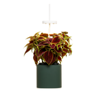  Nano Garden, Grün Wald Inkl. Buntnessel Samenkapsel