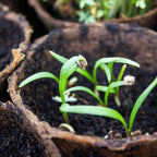  Abbaubare Anzuchttöpfe Eckig, 120 Stück