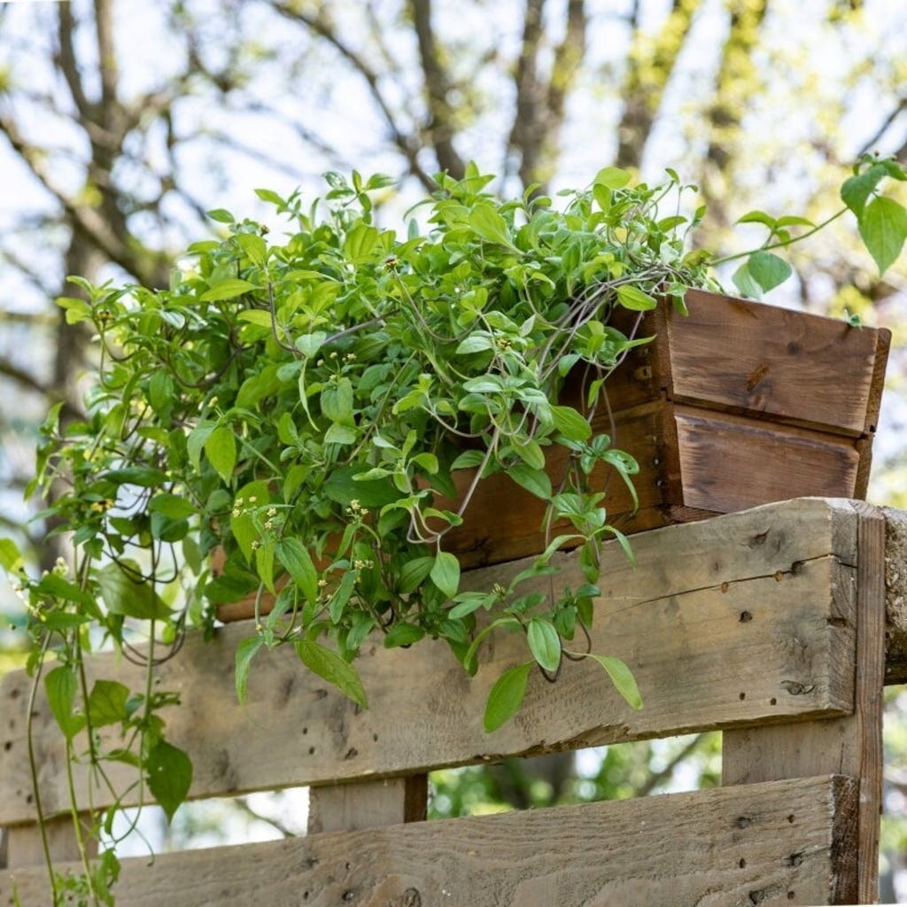  Balkonblumen Hängend - Saatgut-Teppiche
