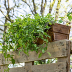  Balkonblumen Hängend - Saatgut-Teppiche
