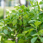  Balkonblumen Hängend - Saatgut-Teppiche