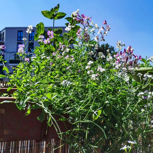  Balkonblumen Hängend - Saatgut-Teppiche
