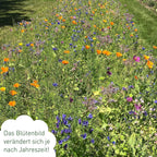  Blumenmischung "Bienenwiese"