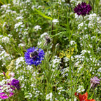 Blumenmischung "Insekteninsel"