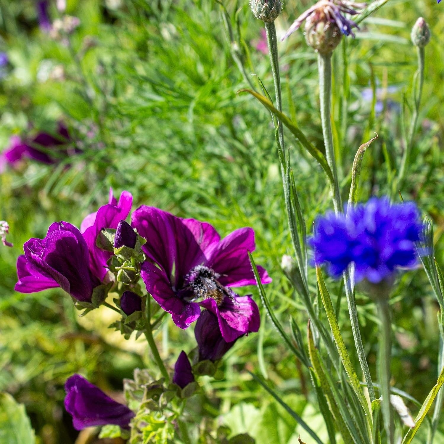  Blumenmischung "Insekteninsel"