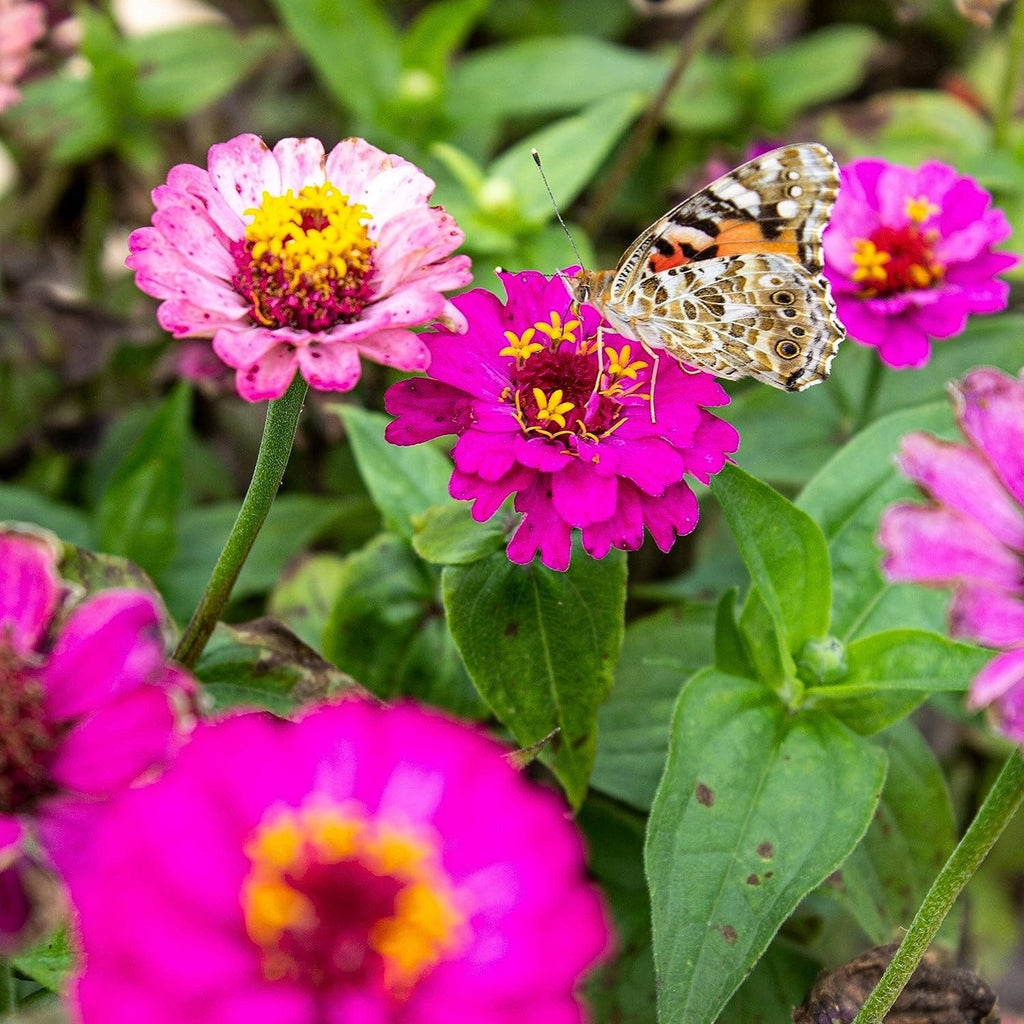  Blumenmischung "Schmetterlingstreff"