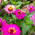  Blumenmischung "Schmetterlingstreff"